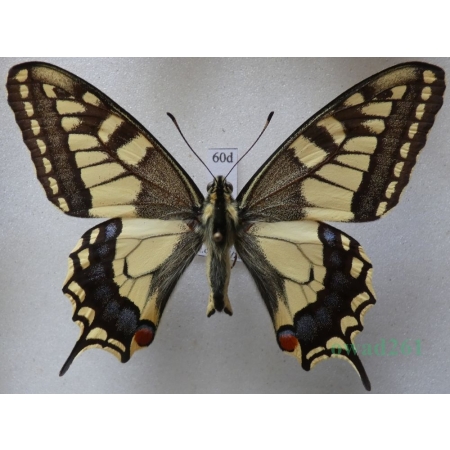 Papilio machaon Linnaeus, 1758 Paź królowej Czech 68mm60d